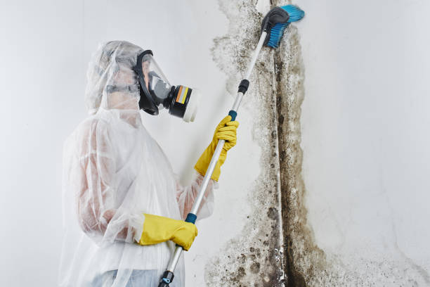 Best Residential Mold Removal  in Wise, VA