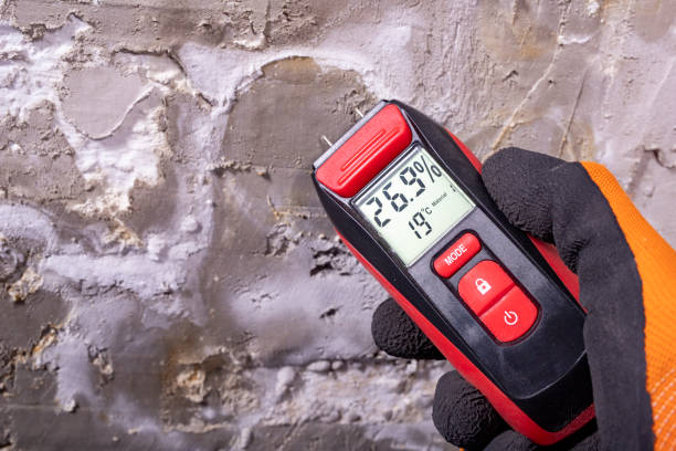 Best Black Mold Removal  in Wise, VA