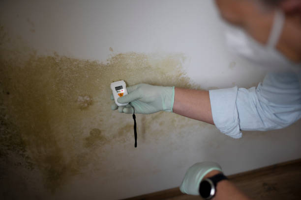 Best Professional Mold Removal  in Wise, VA
