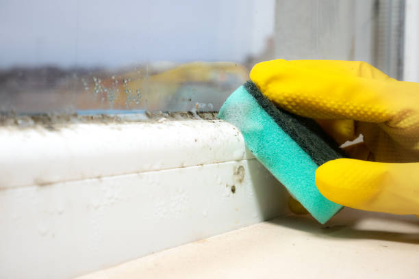 Best Mold Removal and Inspection  in Wise, VA