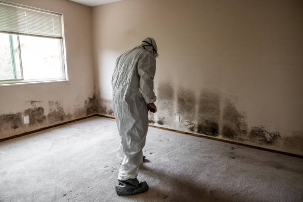 Wise, VA Mold Removal Company