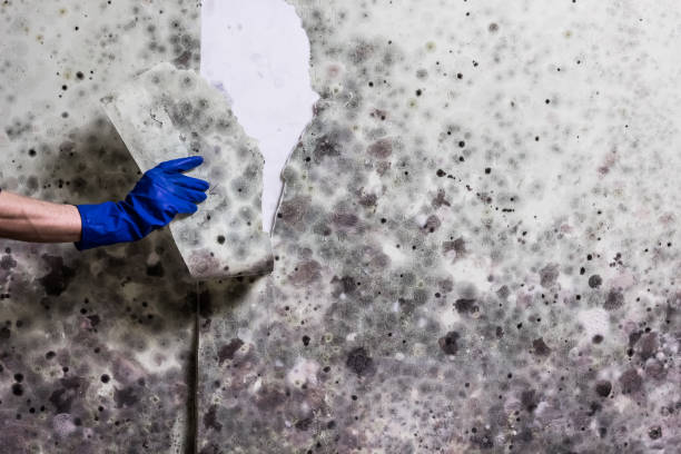 Best Crawl Space Mold Removal  in Wise, VA